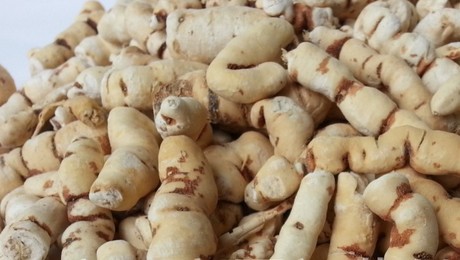 为大戟植物甘遂的干燥块根.