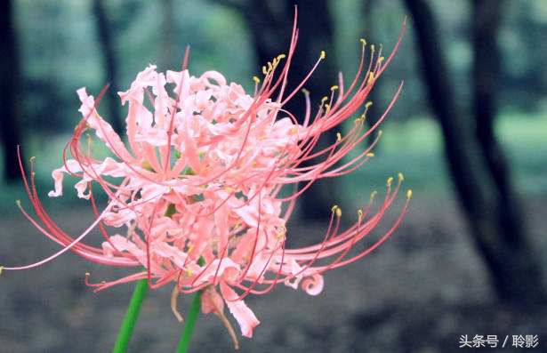 《彼岸花》唯美语录，彼岸花，花开彼岸，我是没有半点妥协的人，妥协的只有时间