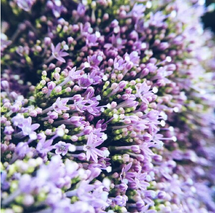 夕雾花的花语是什么（热烈想念一往情深的夕雾花）
