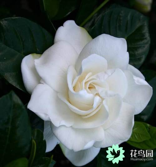 栀子花的花语是什么栀子花的花语和传说详情介绍