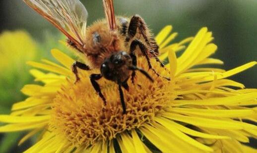 被蜜蜂蜇了是好兆头吗 被蜜蜂蛰了怎么消肿