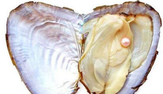 河蚌多少钱一斤2017 河蚌不能和什么一起吃