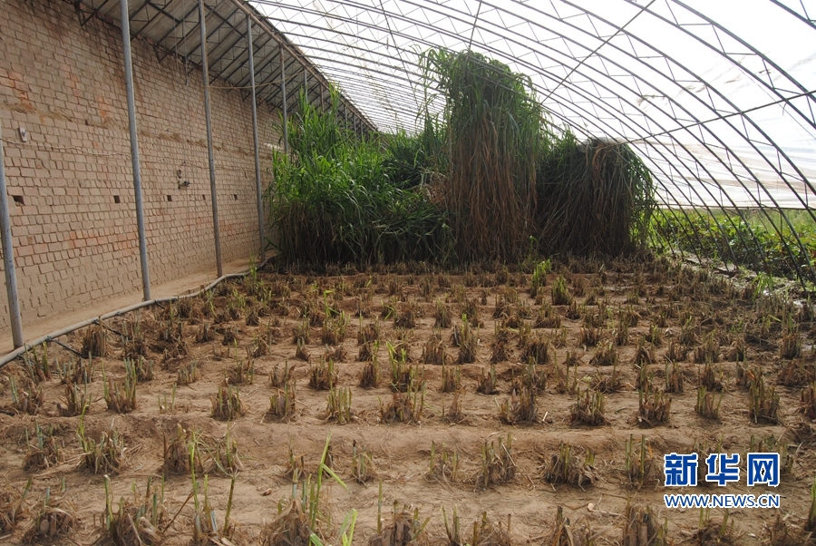 福建菌草扎根延安 助推科技扶貧