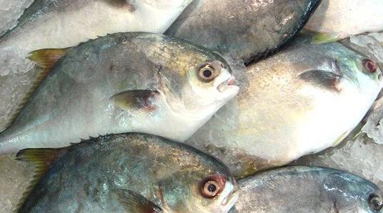 金鲳鱼是淡水鱼还是海鱼 金鲳鱼是深海鱼吗