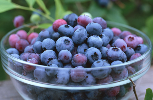 蓝莓是热性还是凉性有什么功效