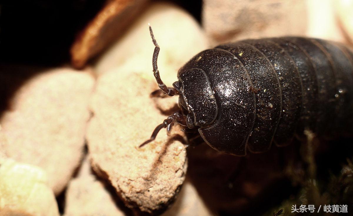 农村里讨人厌的"簸箕虫",不仅破血逐瘀,还能续筋接骨