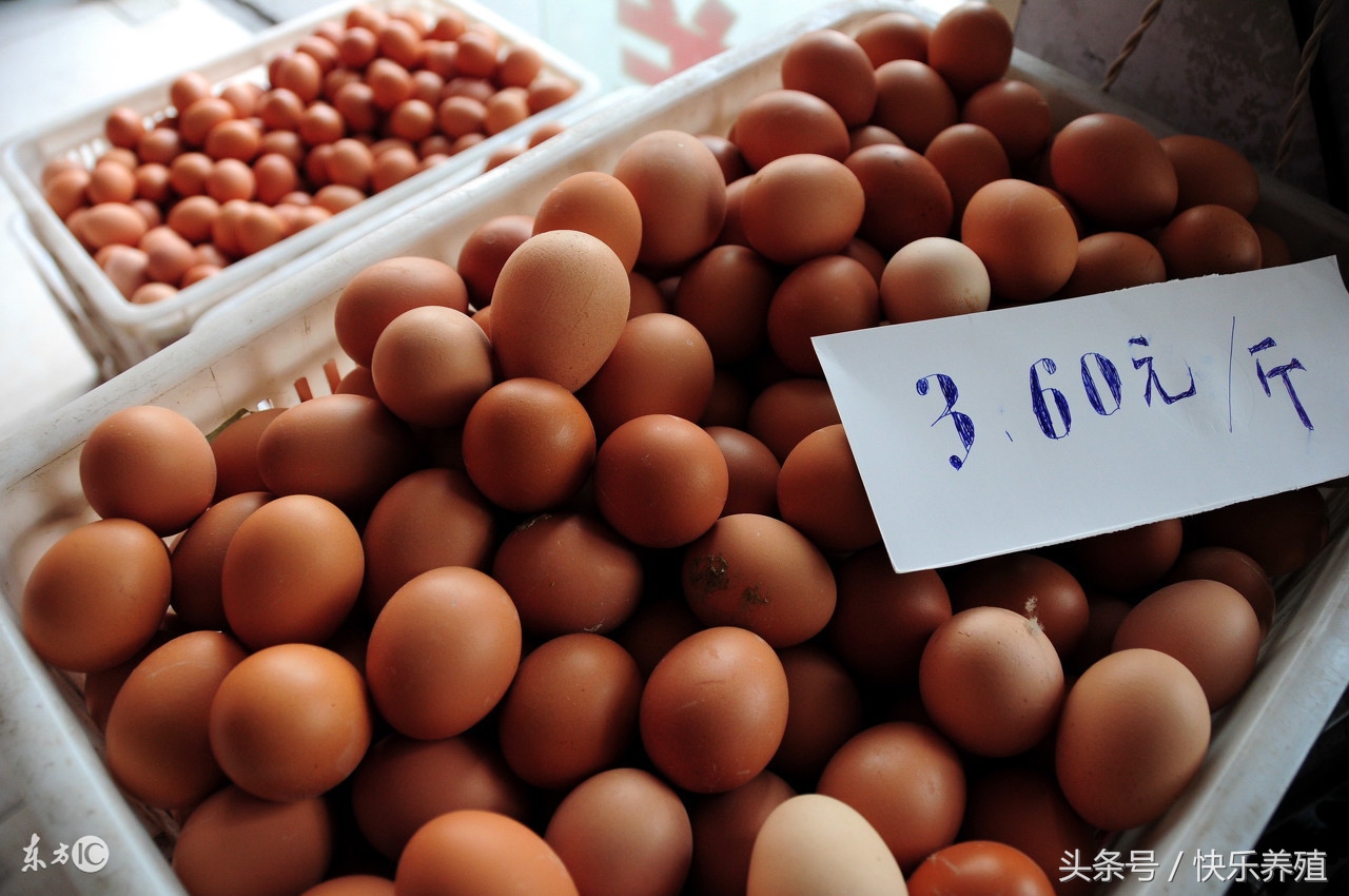 蛋价涨至3元/斤仍赔钱，鸡蛋多少钱一斤才可保本？
