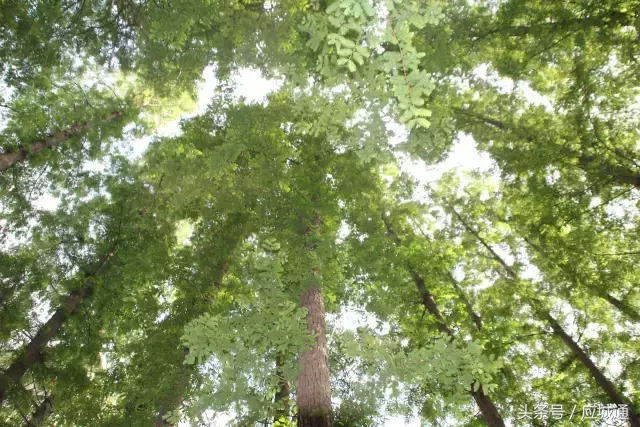 应城高中篮球比赛在哪里(西河中学，我和你的故事，在这里开始！)