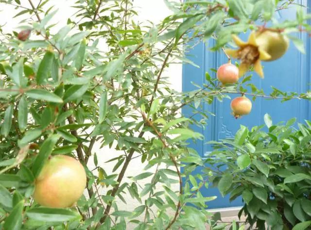 4种容易栽培的水果盆栽，阳台秒变水果园，省钱又放心