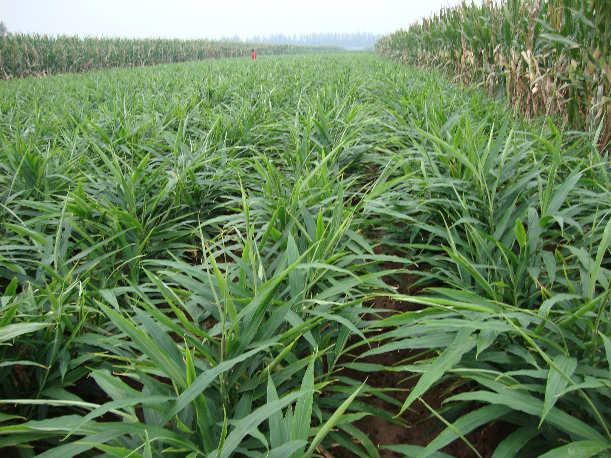 生姜一亩地能产多少斤(生姜亩产四万斤) - 青木春