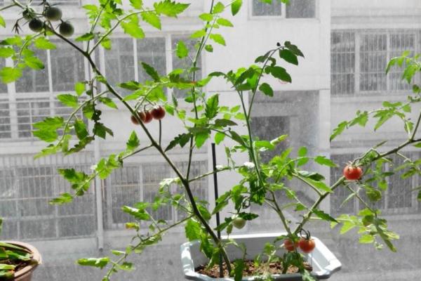4种容易栽培的水果盆栽，阳台秒变水果园，省钱又放心