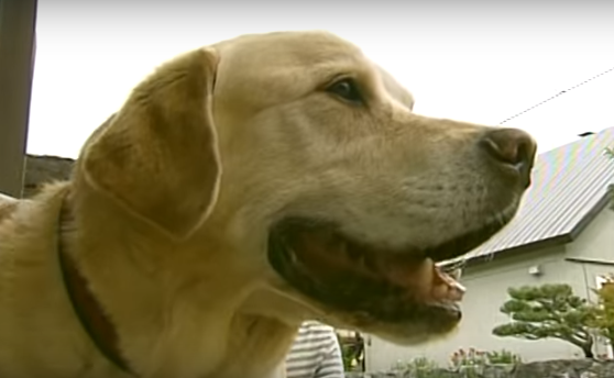 相隔“10年”才回到寄养家庭，退休导盲犬的反应让人看了好感动！