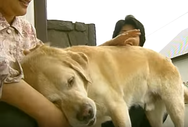 相隔“10年”才回到寄养家庭，退休导盲犬的反应让人看了好感动！