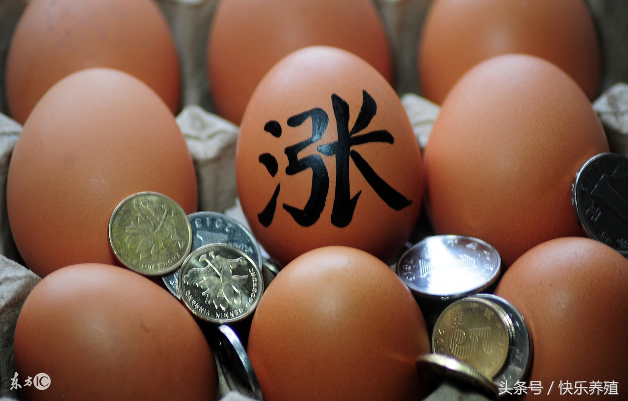 蛋价涨至3元/斤仍赔钱，鸡蛋多少钱一斤才可保本？