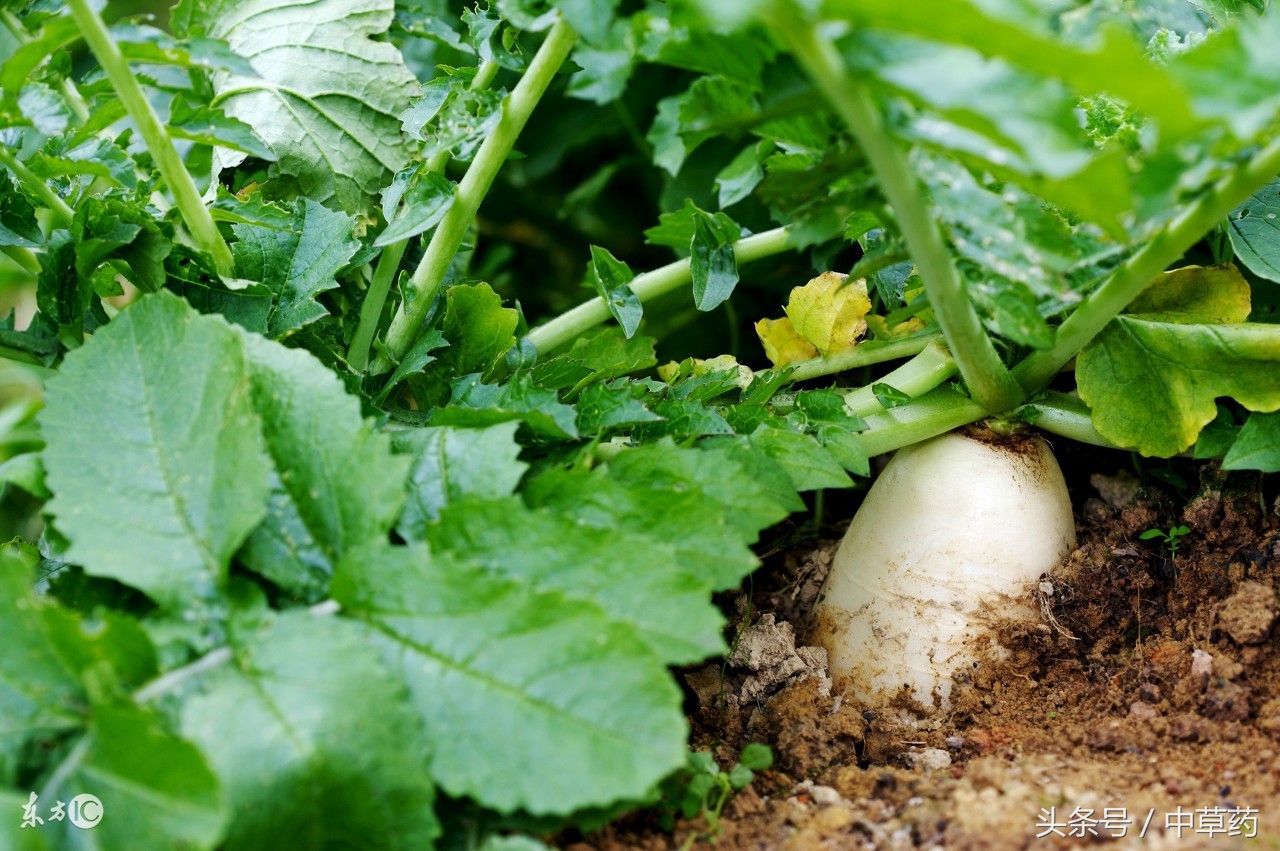 八种长在菜园子里的中药,可用于胀气,足癣,咳嗽气喘等症,你了解几种?