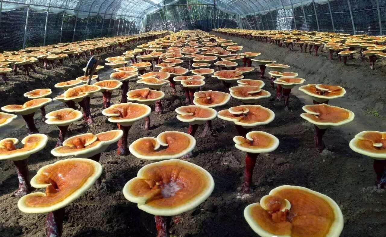 下个二十年将是灵芝的天下!