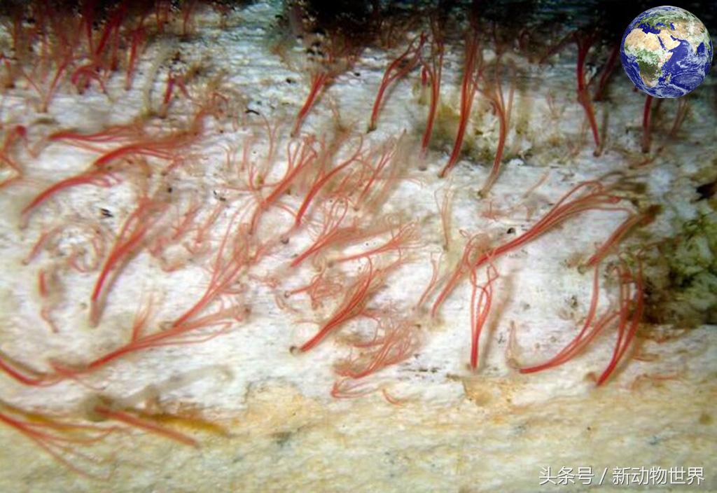 食骨蠕虫(食骨蠕虫——一种可以钻进鲸鱼的身体里，腐蚀骨头的古老生物)