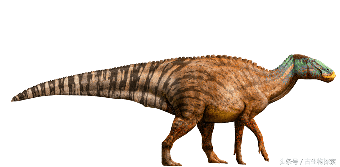 白垩纪的超级鸭嘴龙类,比霸王龙还要大!