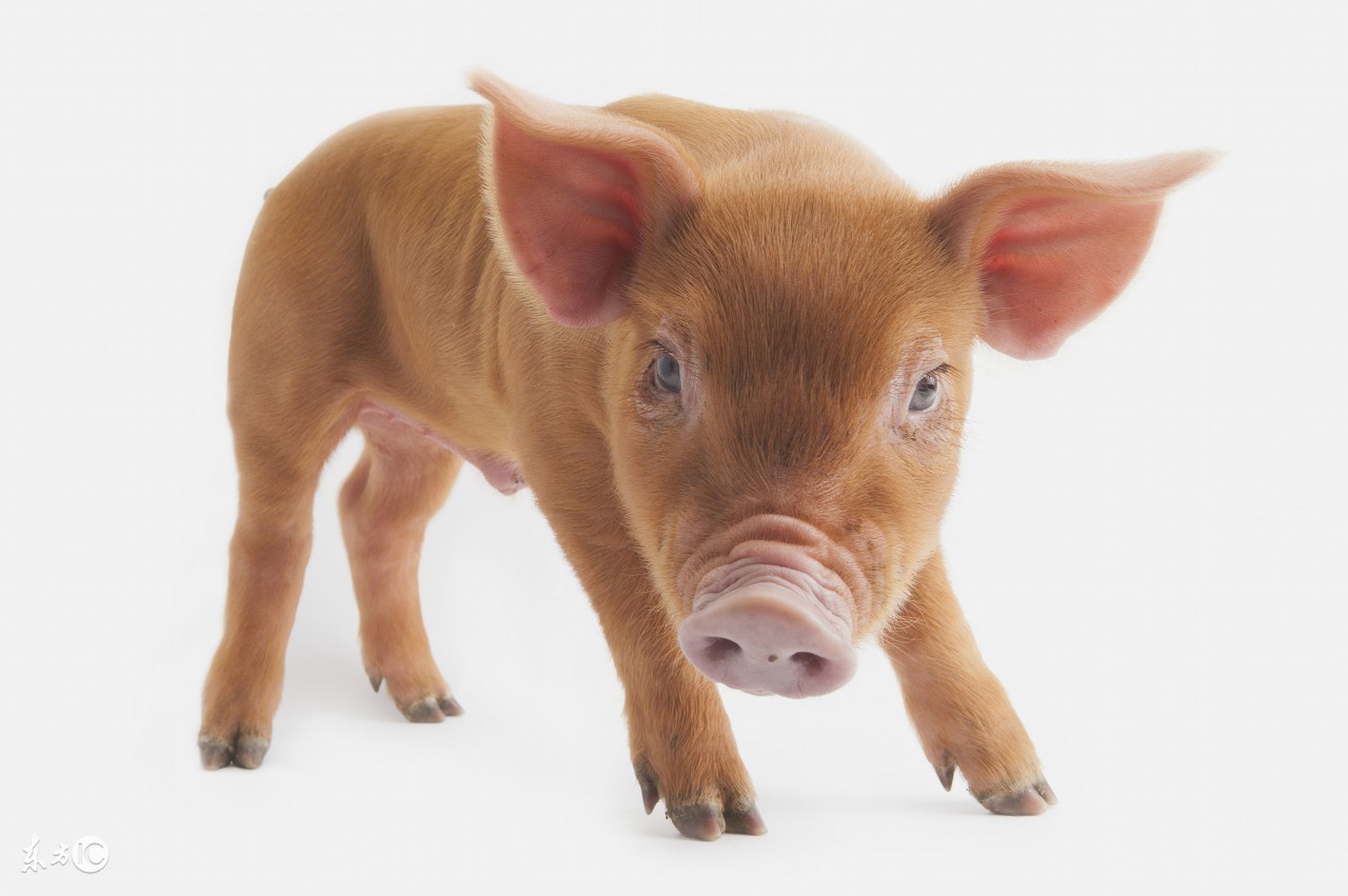 五行属火的猪(1947年——丁亥年出生)五行属火的猪是个有非常旺盛生命