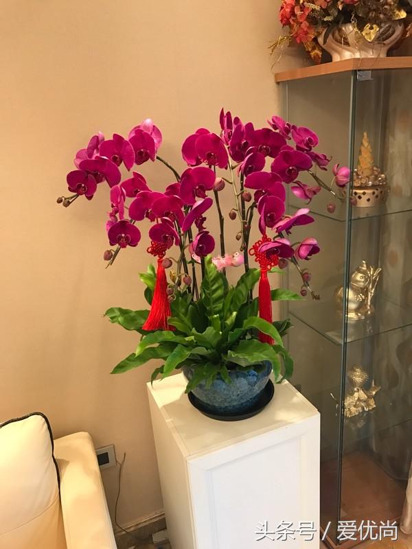开业送什么盆栽最吉利（乔迁新居送什么盆栽寓意好）