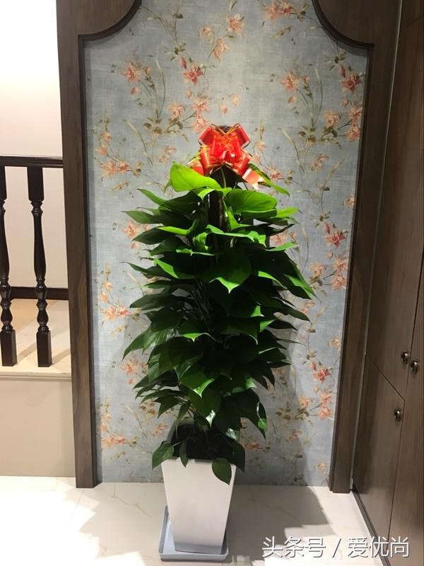 开业送什么盆栽最吉利（乔迁新居送什么盆栽寓意好）