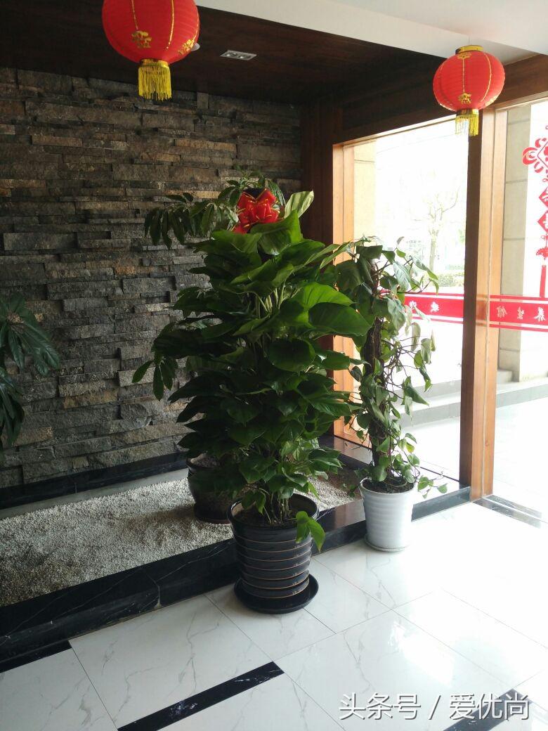 开业送什么盆栽最吉利（乔迁新居送什么盆栽寓意好）