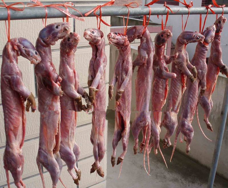 "黄皮子坟"背后的故事,你所不知道的老东北黄皮子的事