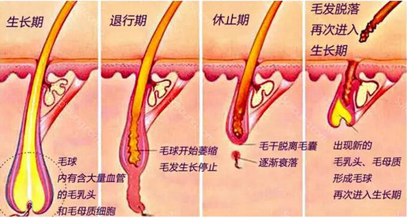 永久脱毛对身体有害吗 对皮肤有哪些副作用