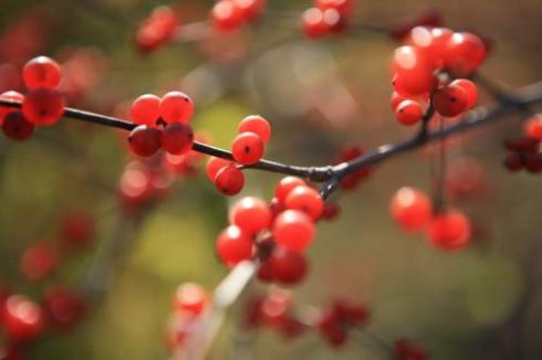 萌娃学唐诗《红豆》王维