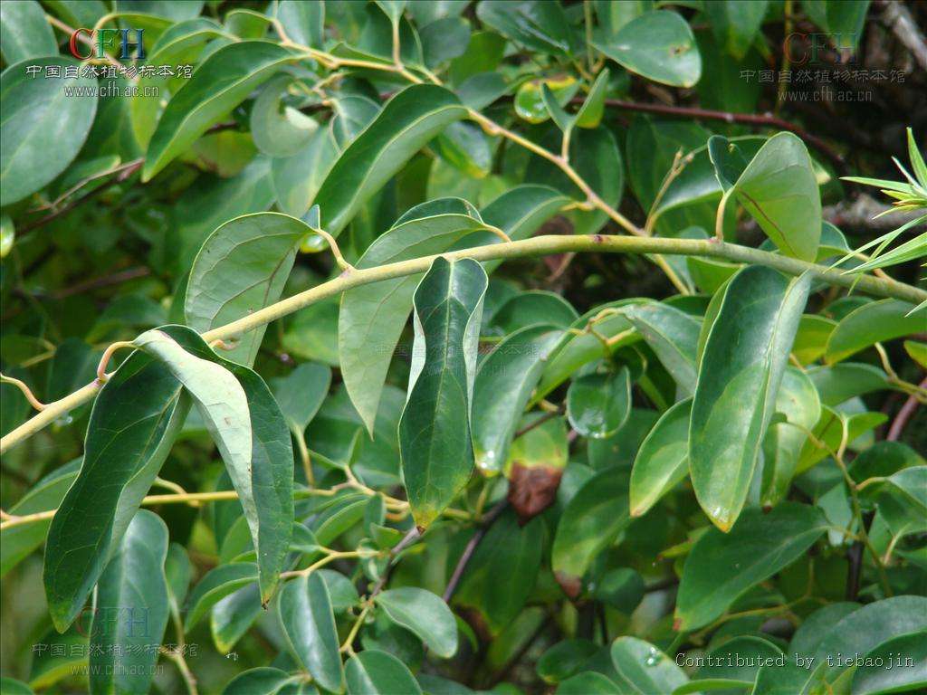 为防己科植物青藤及毛青藤的干燥根茎.主产于长江流域及其以南各地.