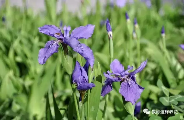 中国的国花(中国的国花是什么？结果有点吃惊！)