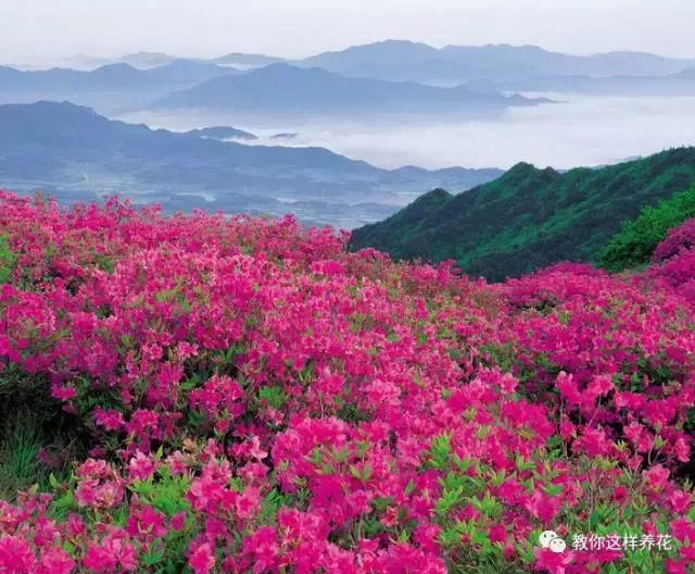 中国的国花(中国的国花是什么？结果有点吃惊！)