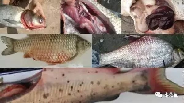 解析：淡水魚敗血癥——暴發(fā)性出血性流行病