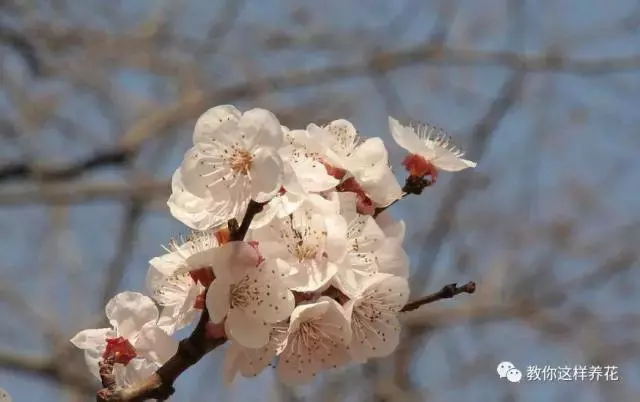 中国的国花(中国的国花是什么？结果有点吃惊！)