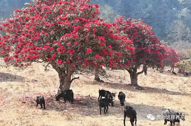 中国的国花(中国的国花是什么？结果有点吃惊！)