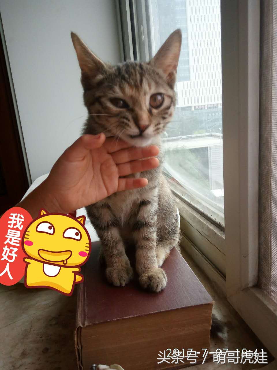 虎斑猫多少钱一只好养吗(铲屎的一眼就在网上看中这只虎斑猫，一百块把她和全部家当抱回家)