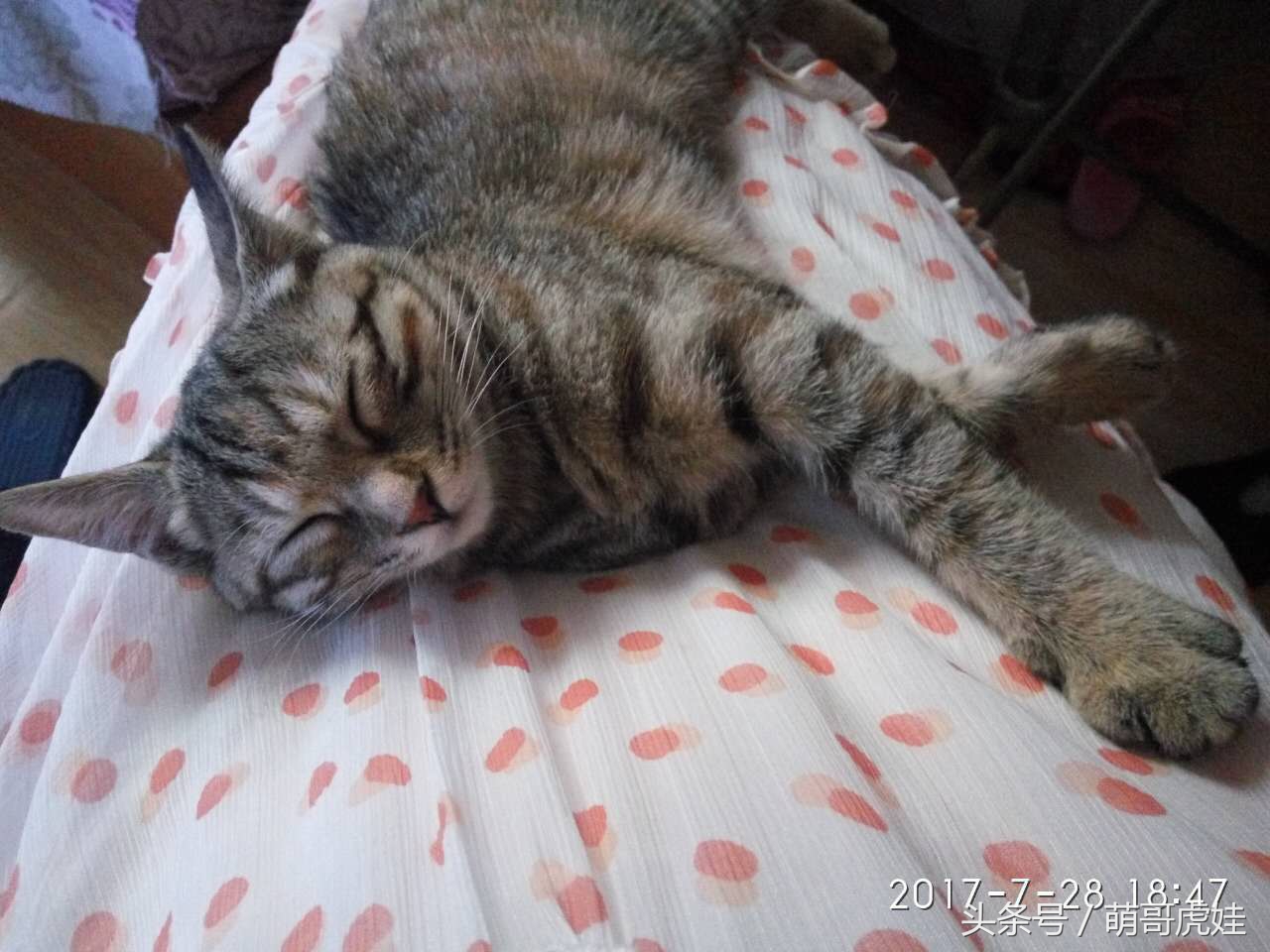 虎斑猫多少钱一只好养吗(铲屎的一眼就在网上看中这只虎斑猫，一百块把她和全部家当抱回家)