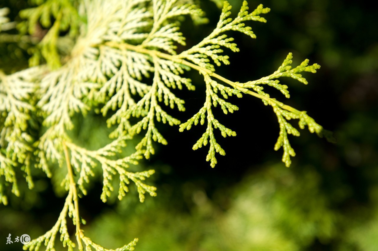 柏树叶子可以治疗脱发吗(柏叶的多种功效讲解)