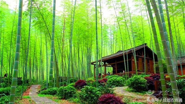 这些镇宅树你家种了吗(家里栽什么树镇宅)