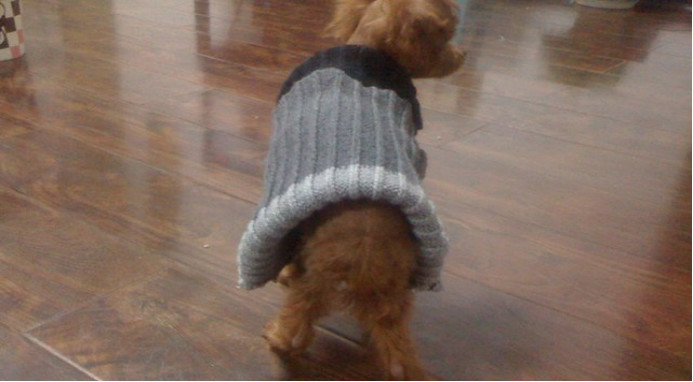 狗狗为什么会出现八字脚?不一定全是骨头的原因!