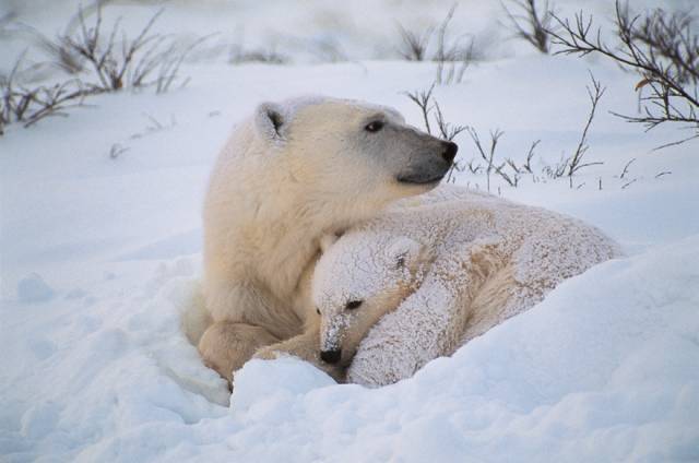 文|遥远的冰原，我与“北极之王”北极熊母子的相处