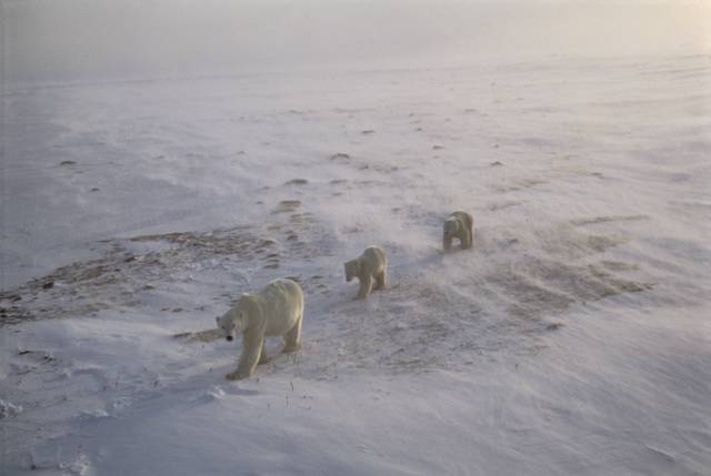 文|遥远的冰原，我与“北极之王”北极熊母子的相处