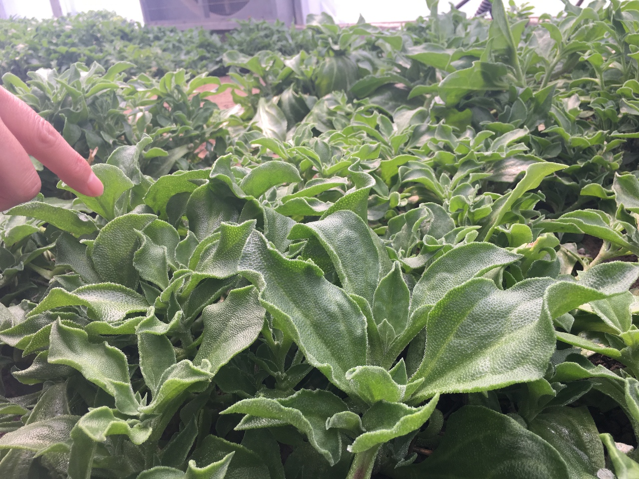 冰草的功效与作用 冰草市场上多少钱一斤-诚智百科网