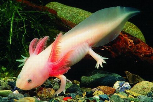 六角恐龙,该怎么喂养?火腿肠喂食好像没问题,挂了两条了!