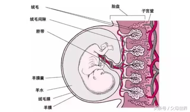 胎盘的营养价值与食用方法探讨