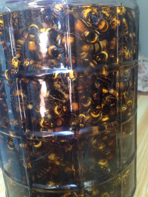 大补特补，现抓的野生蜂窝，油爆蜂蛹配上一杯黄蜂现泡酒，美味