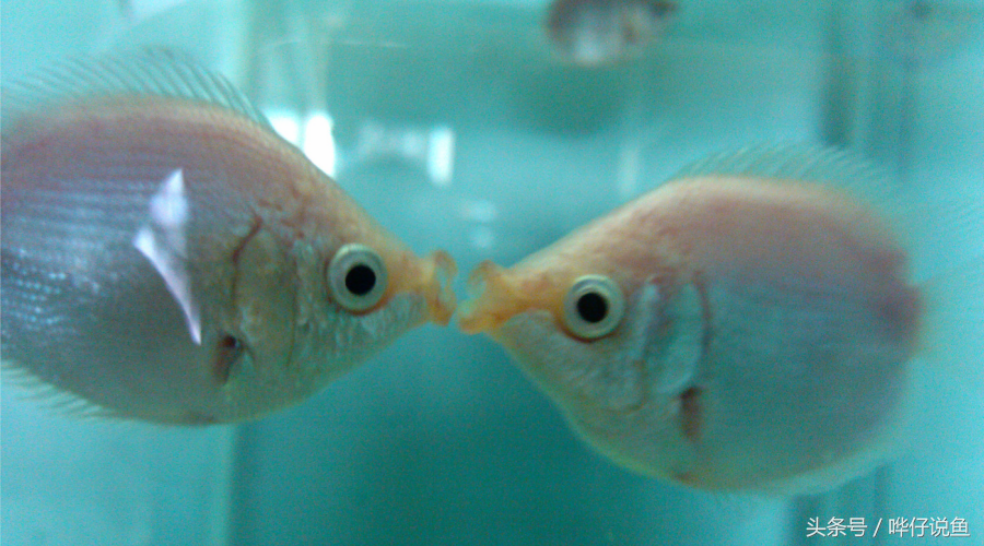 接吻魚價格,接吻魚多少錢