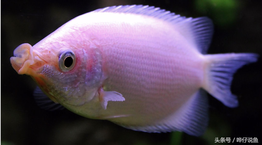 接吻魚價格,接吻魚多少錢