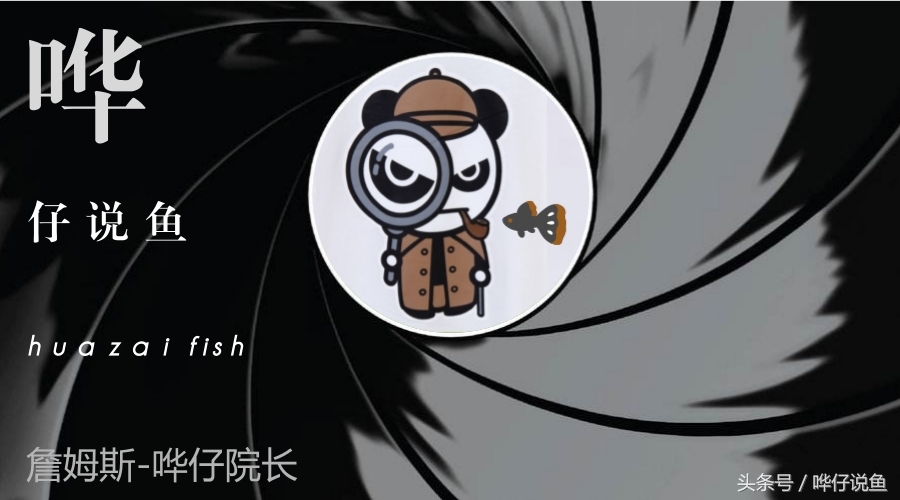 接吻魚價格,接吻魚多少錢