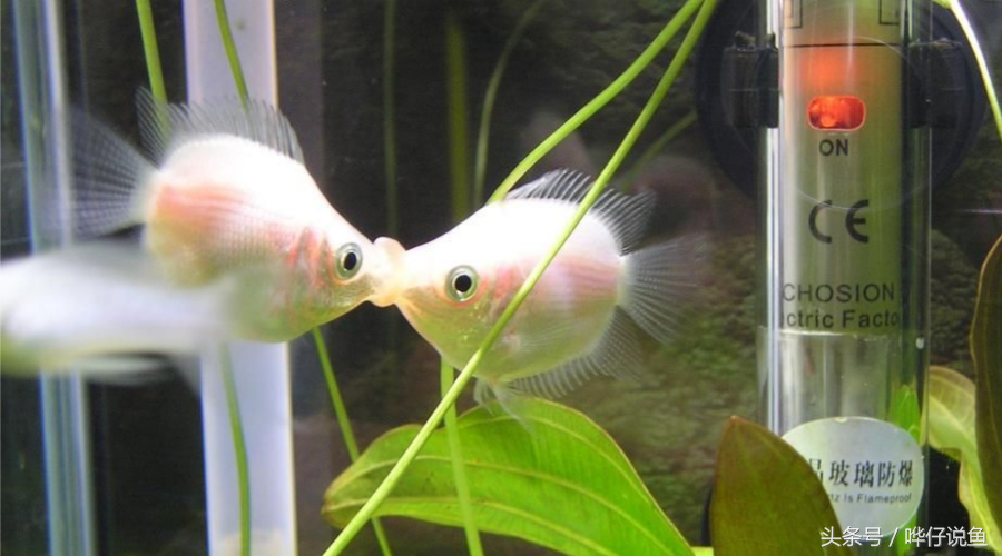 接吻魚價格,接吻魚多少錢